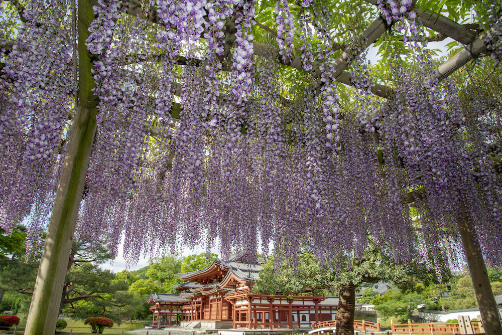 Byodoin, Enjoy matcha at the World Heritage Site! | Kyoto