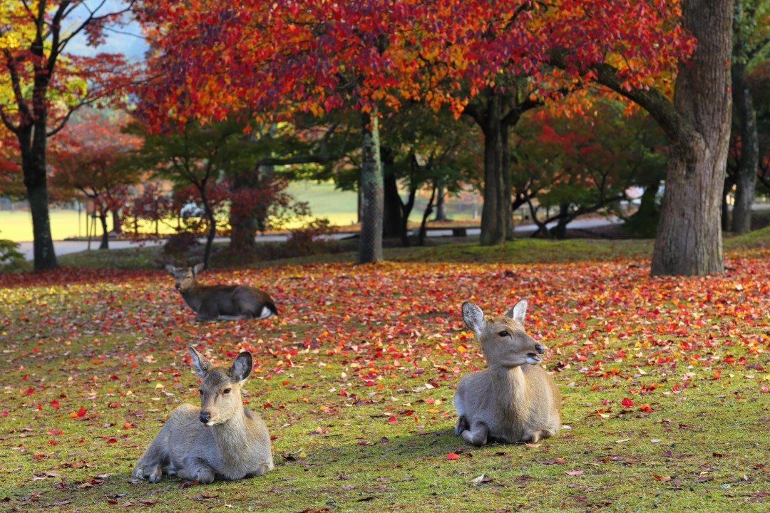 3 colored leaves areas in Nara, from the remote to the popular. What're ...